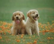 Pets Community Image
